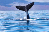 Kona Whale Watching Tour thumbnail 3