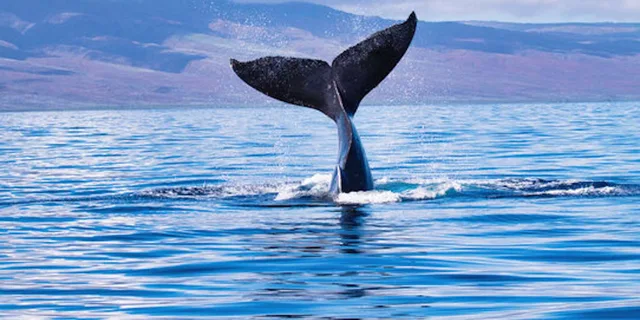 Kona Whale Watching Tour - Image 3