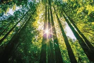 San Francisco Muir Woods and Sausalito Tour thumbnail 1
