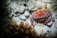 Oahu Night Dive Adventure thumbnail 3