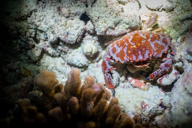 Oahu Night Dive Adventure - Image 3