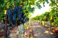 Portland Willamette Valley Wine Tour 8 hr thumbnail 6