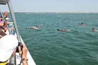 Ocean City Speedboat Tour with Dolphin Spotting 45 min thumbnail 2