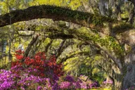 Charleston Historic City Tour and Magnolia Plantation thumbnail 5