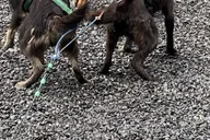 Seward Dog Sled Ride and Kennel Tour thumbnail 4