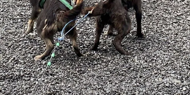 Seward Dog Sled Ride and Kennel Tour - Image 4