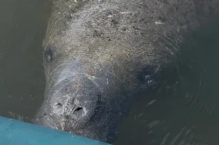 Tampa Kayak Tour at EG Simmons Park