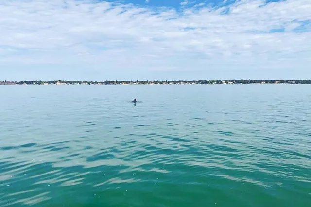 St. Petersburg Dolphin Watching Cruise 2 hr - Image 5