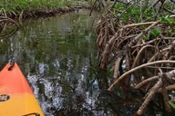 Key West Kayak Rental thumbnail 1