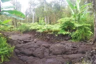 Hilo Lava Rock Jungle Art Tour 2 hr thumbnail 3
