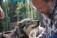 Fairbanks Sled Dog Mushing Cart Ride thumbnail 5