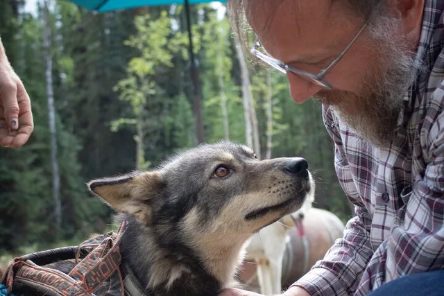 Fairbanks Sled Dog Mushing Cart Ride - Image 5
