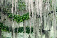 Savannah Bonaventure Cemetery Tour thumbnail 4