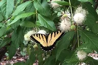 Saint Petersburg Bike Tour in Boyd Hill Nature Preserve thumbnail 4