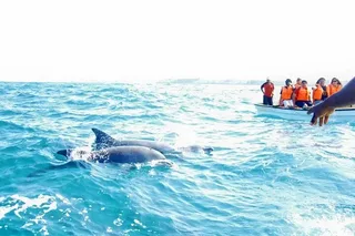 Miami Key West Dolphin Watch Tour