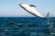 San Diego Whale Watching Cruise thumbnail 2