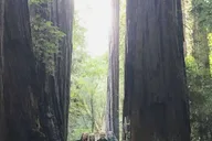 San Francisco Muir Woods Private Jeep Tour 3 hr thumbnail 1