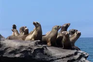 San Diego Seal Tour thumbnail 1