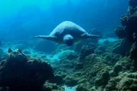 Wailea Beach Snorkeling Tour for Non-Swimmers 1.5 hr thumbnail 5