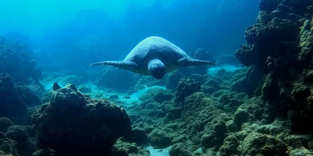 Wailea Beach Snorkeling Tour for Non-Swimmers 1.5 hr - Image 5