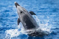 Kona Ocean Safari thumbnail 1