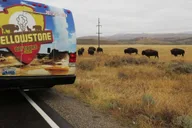 Jackson Yellowstone National Park Day Tour thumbnail 6