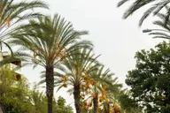 Los Angeles Private Driving Tour thumbnail 1