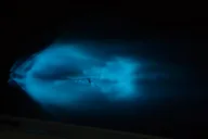 Cocoa Beach Bioluminescence Tour at Sunset thumbnail 4
