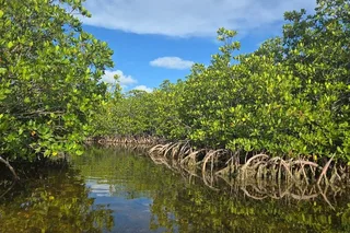 Florida Keys Kayak and Paddleboard Rental