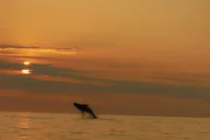 Kailua-Kona Dolphin Watching and Snorkel Tour thumbnail 1