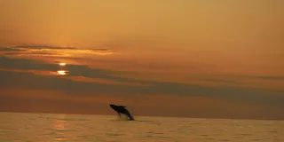Kailua-Kona Dolphin Watching and Snorkel Tour