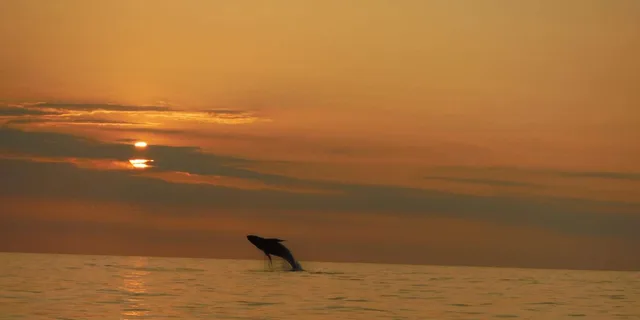 Kailua-Kona Dolphin Watching and Snorkel Tour - Image 1