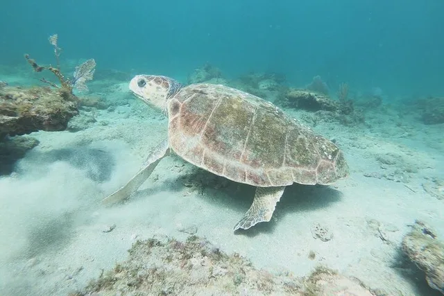 Pompano Beach Reef Snorkeling Tour - Image 3