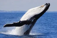 Honolulu Whale Watching Tour with E Sea Diver thumbnail 6