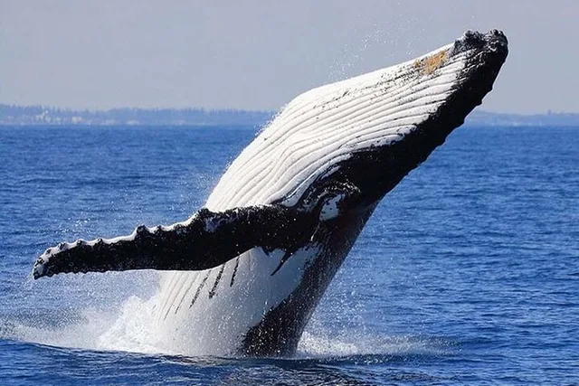 Honolulu Whale Watching Tour with E Sea Diver - Image 6
