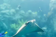 Long Beach Aquarium of the Pacific Skip-the-Line Entry thumbnail 2