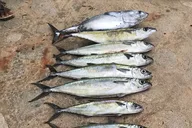 Waikiki Fishing Trip thumbnail 5