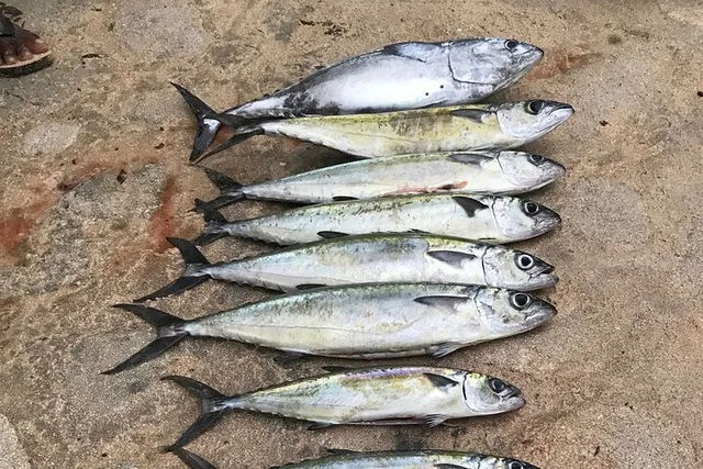 Waikiki Fishing Trip - Image 5
