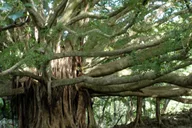 Maui Hana Hiking Tour with Lunch thumbnail 3