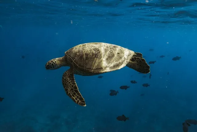Honolulu Whale Watching and Coastal Swimming Tour - Image 4
