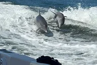 Gulfport Private Snorkeling and Dolphin Tour 4.5 hr thumbnail 1