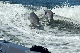 Gulfport Private Snorkeling and Dolphin Tour 4.5 hr