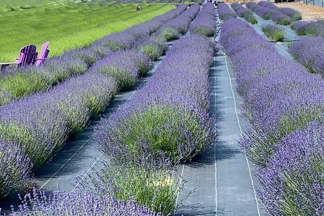 New York Farm and Outlet Shopping Tour - Image 2