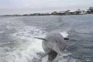 Orange Beach Dolphin Cruise thumbnail 6