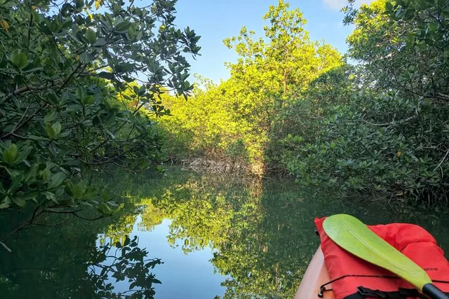 Geiger Key Mangrove Kayak or Paddleboard Adventure - Image 5