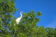 Florida Keys Kayak and Paddleboard Rental thumbnail 2