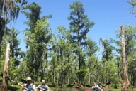 New Orleans Manchac Swamp Kayak Tour thumbnail 5
