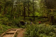 Olympic National Park Private Tour and Hike thumbnail 6