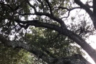 Charleston Pirate Escape Scavenger Hunt thumbnail 2