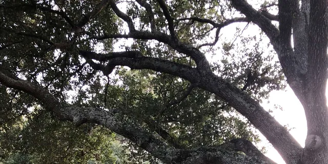 Charleston Pirate Escape Scavenger Hunt - Image 2